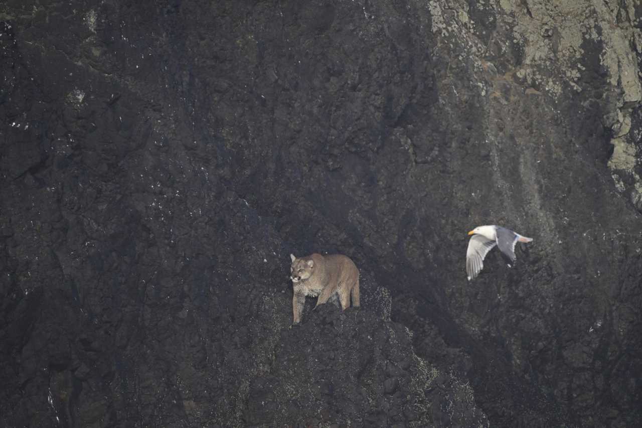 mountain lion on haystack rock