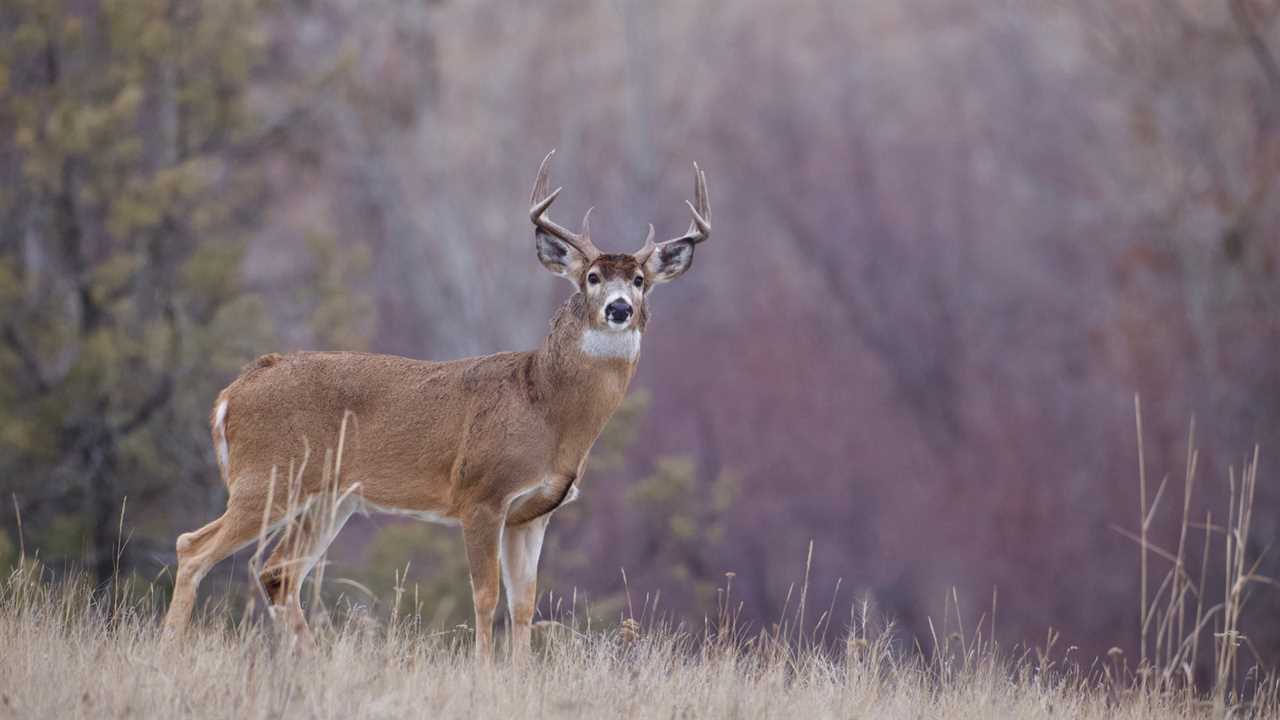 vermont whitetail buck in field