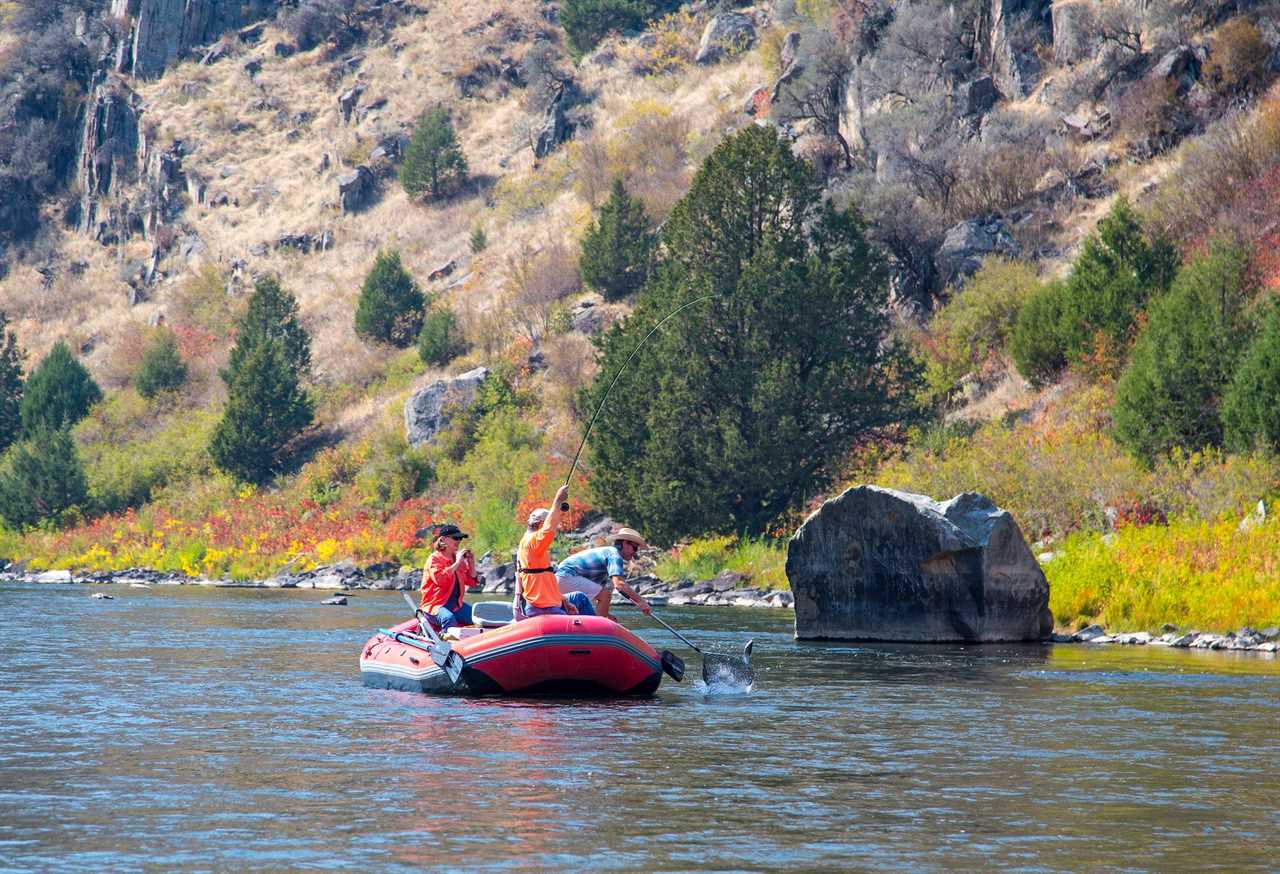 trout declines madison river anglers