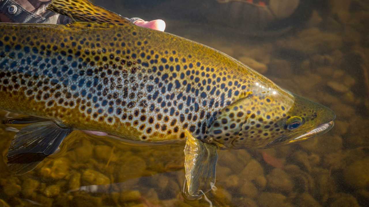 mt trout declines trout held underwater