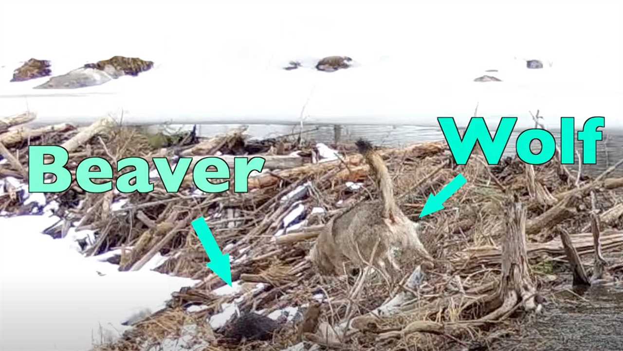 The trail cam footage captured a beaver chasing a wolf.