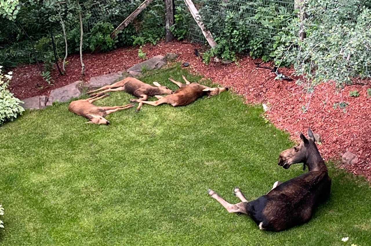 Triplet moose calves mistaken for mule deer.