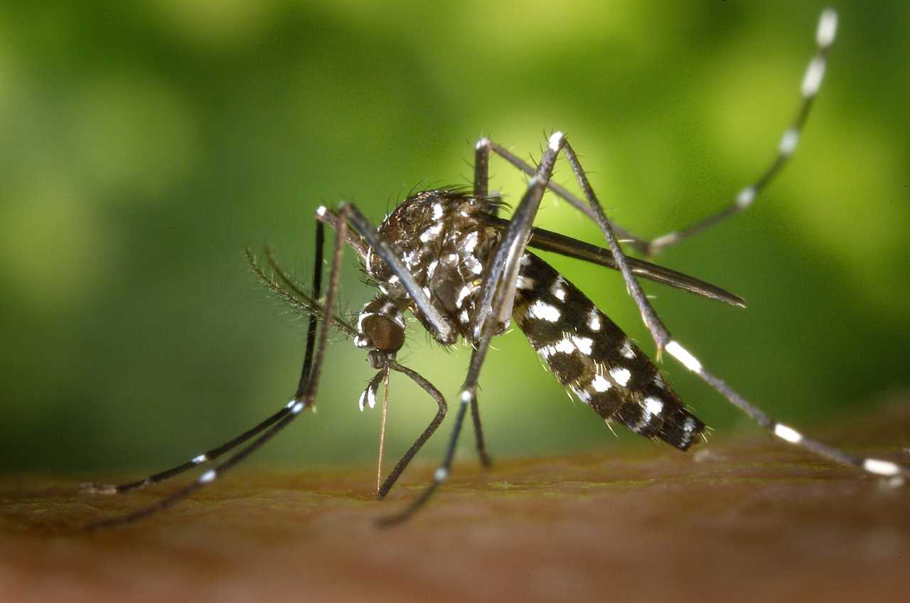 Mosquito ready to bite