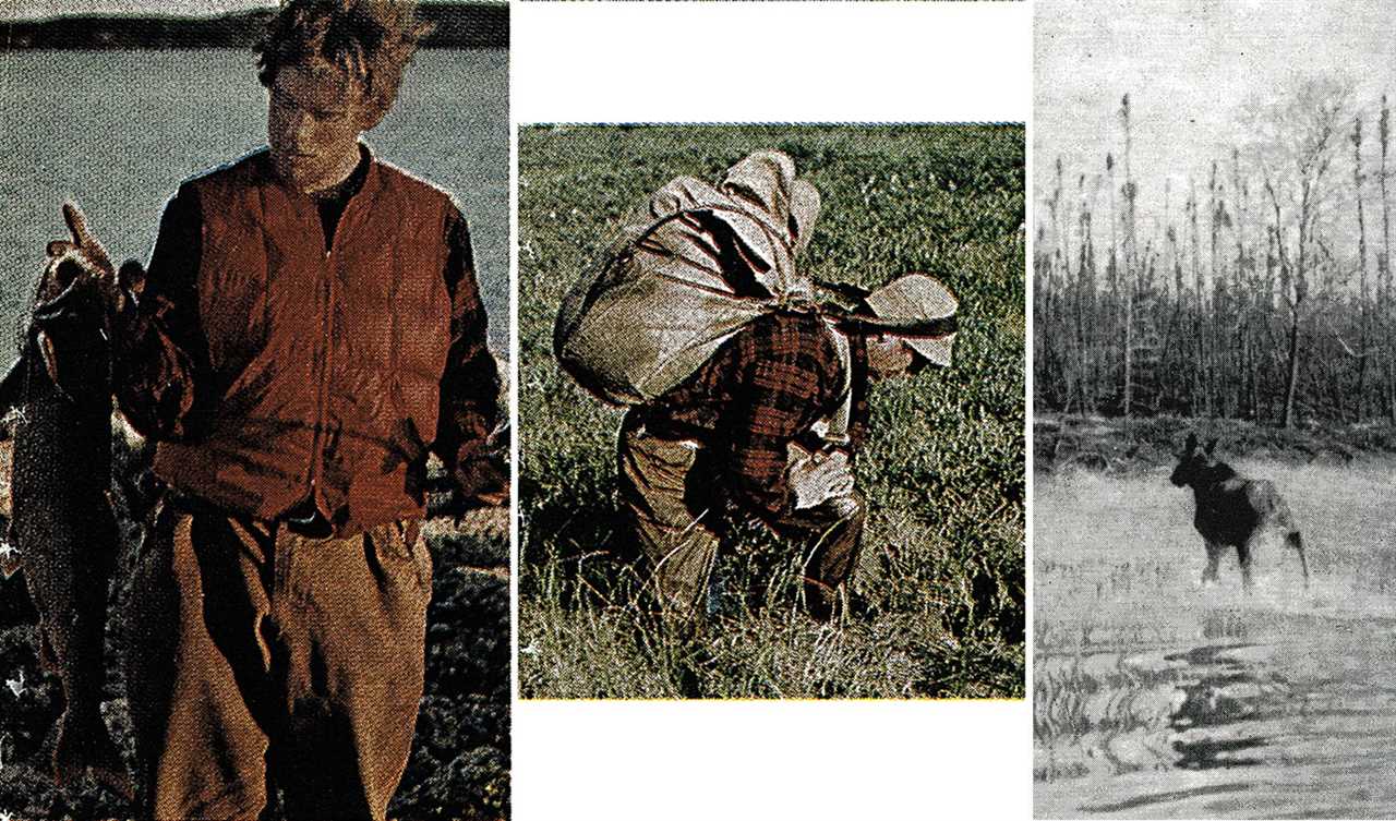 triptych of angler with large fish, carrying heavy pack through muskeg, moose running out of river