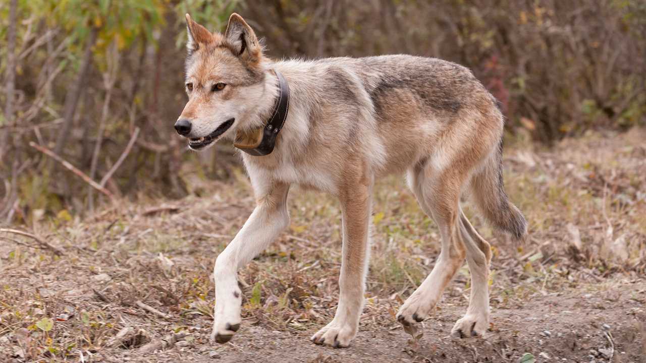 collared wolf trotting through brush