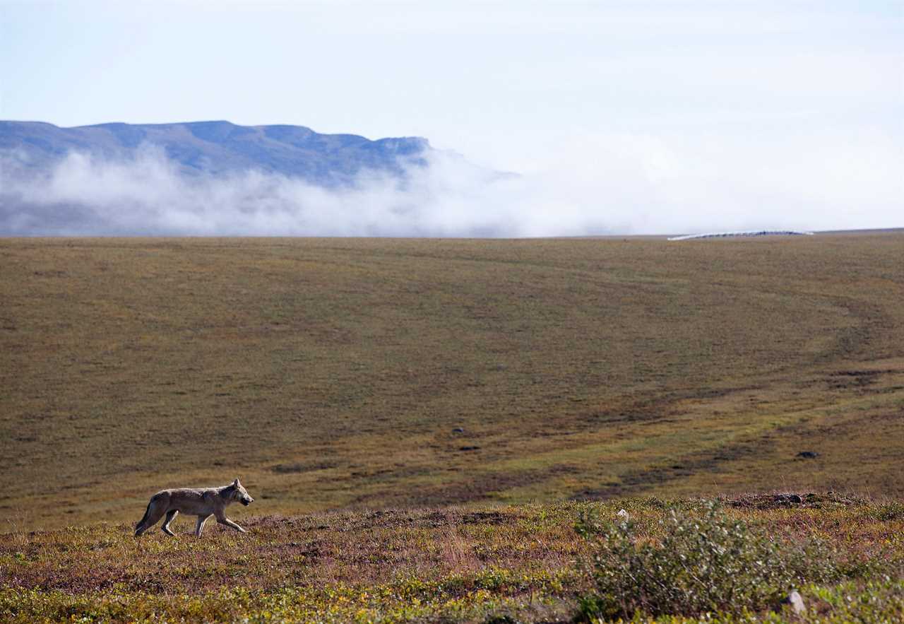 A wolf traveled nearly 3000 miles across Alaska.