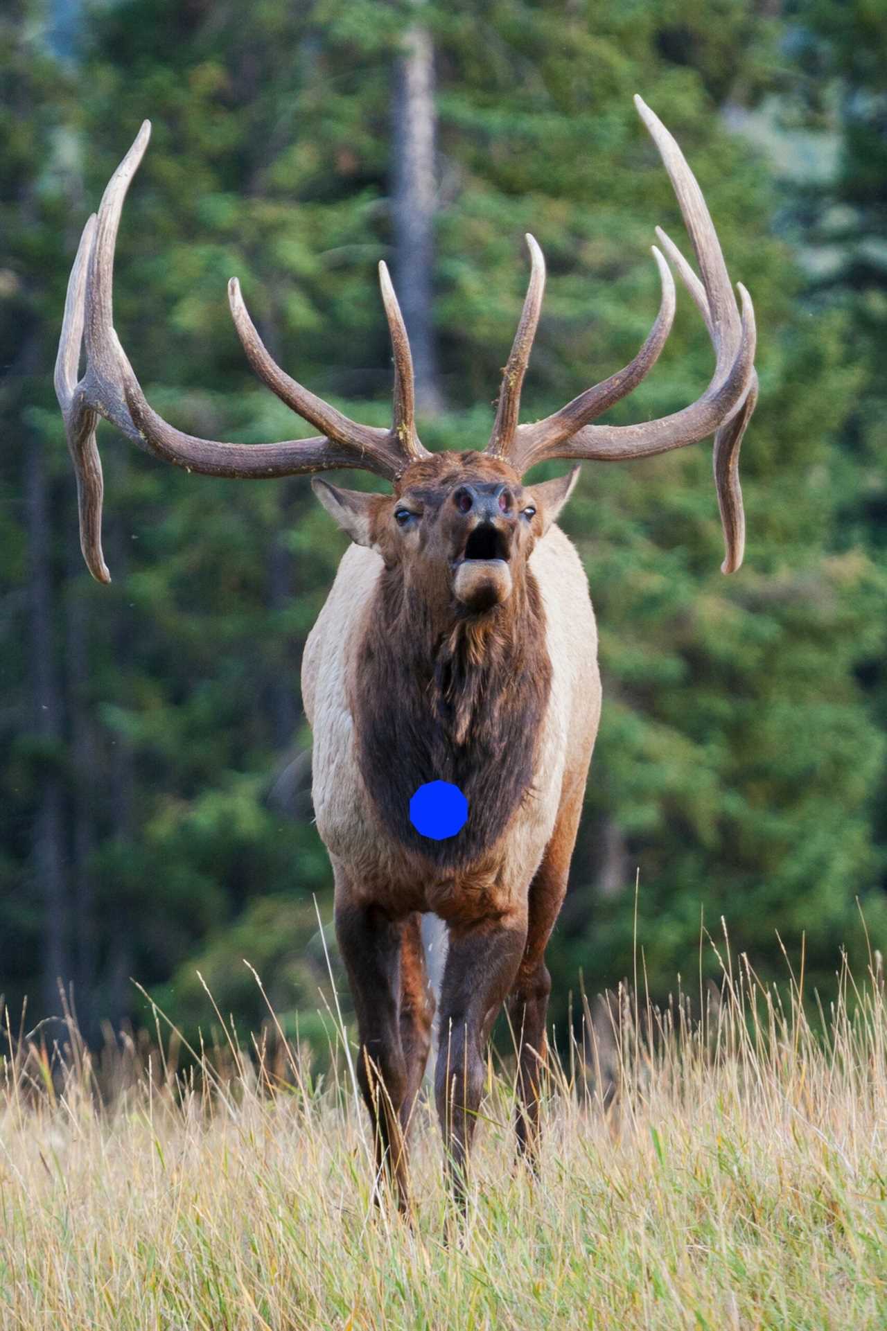 Elk Hunting photo