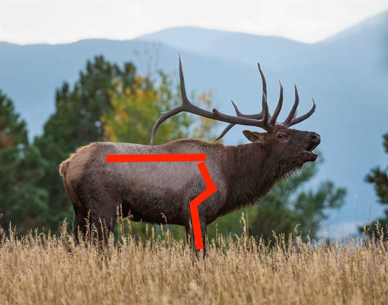 Elk Hunting photo