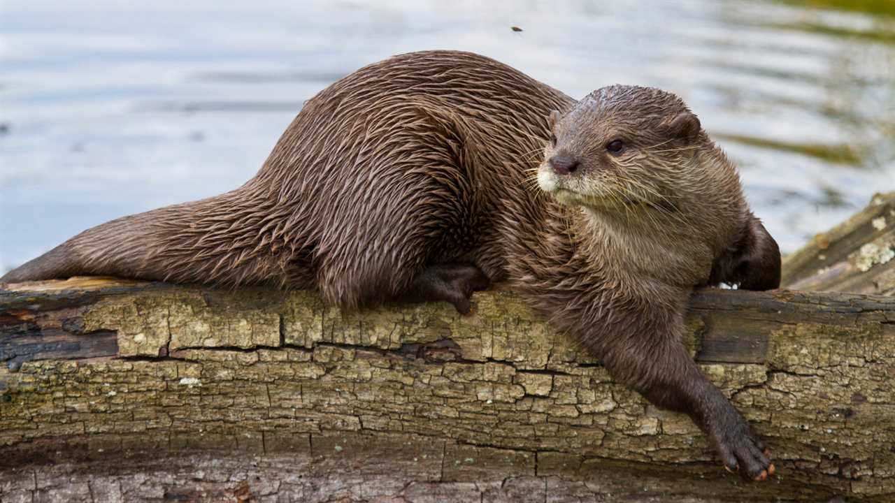 river otter attack montana