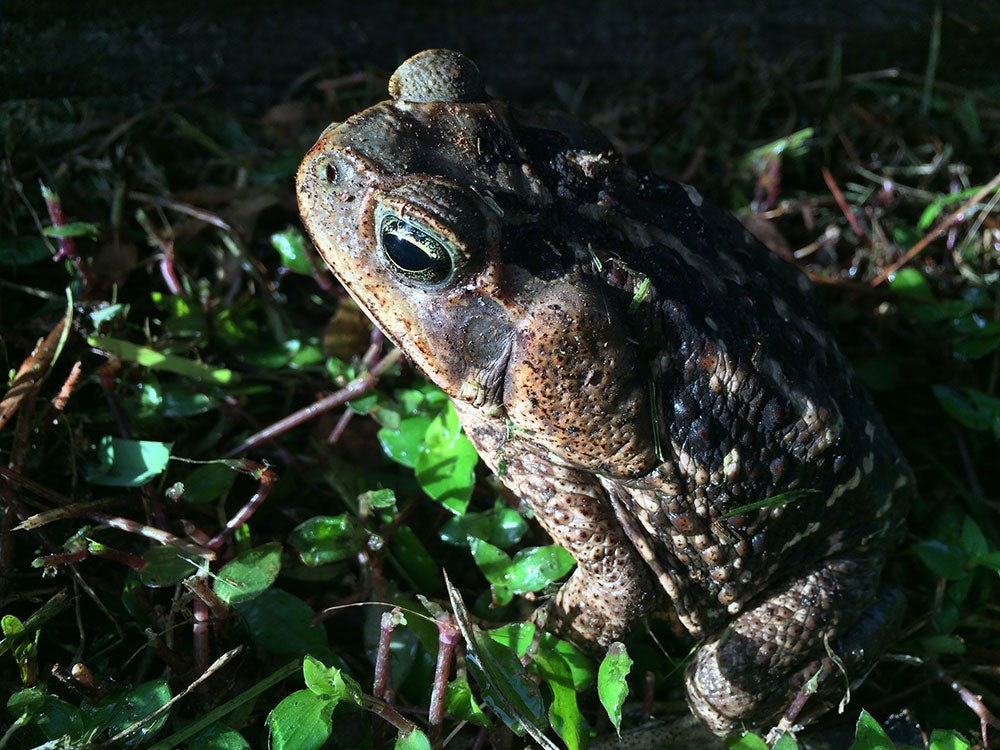 cane toad