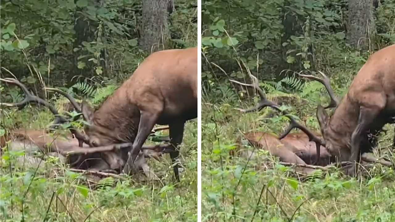 red stag gores other stag