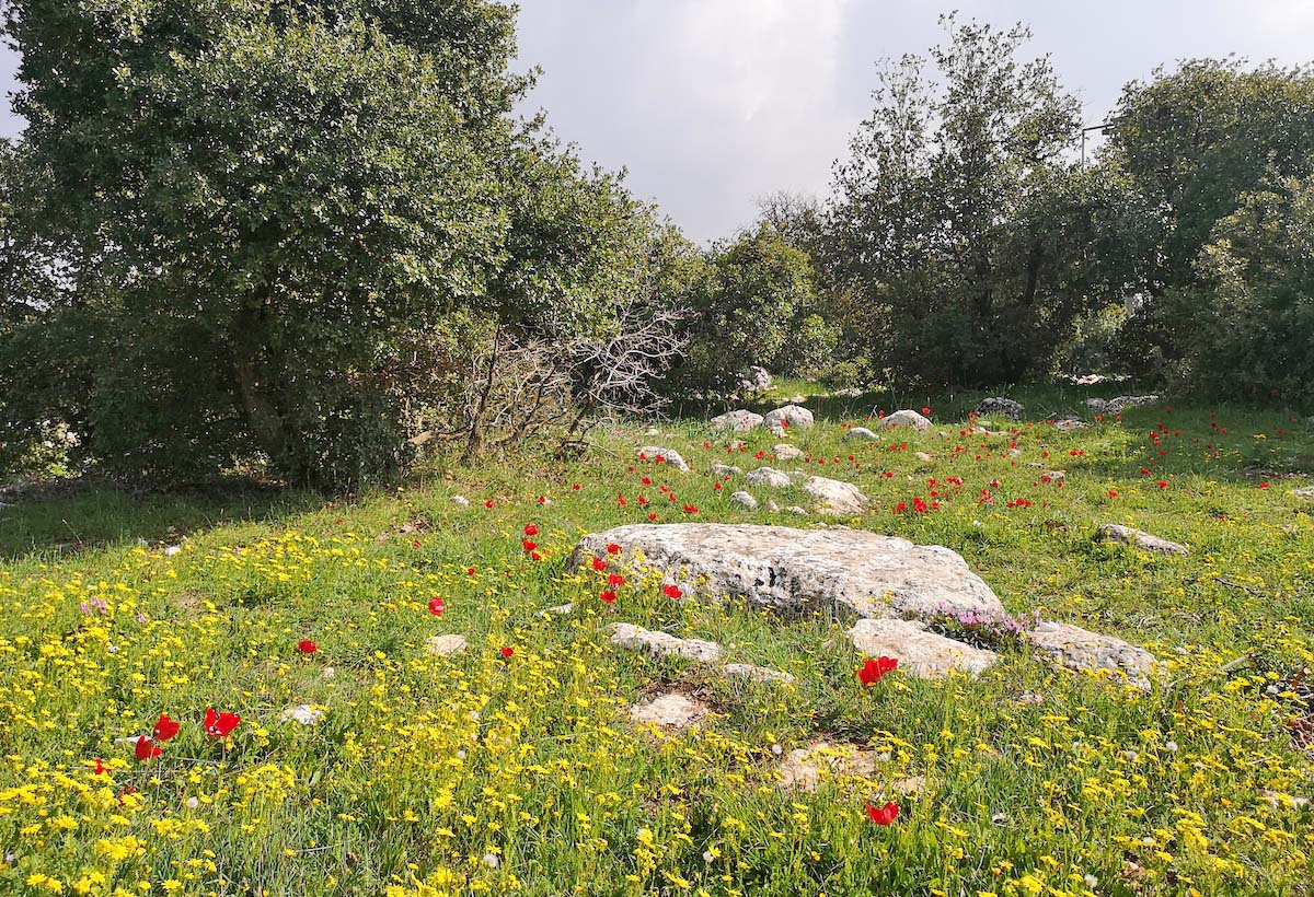 A meadow dotted with rocks and yellow and red wildflowers - part of the Ajloun Soap House Trail (Jordan)