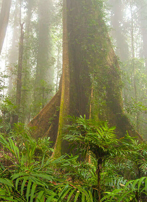 A strangler fig, surrounded by rainforest ferns and fog