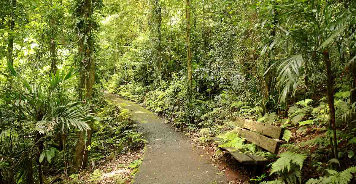 A path (part of the Wonga Walk) winding through a pristine rainforest in Dorrigo National Park