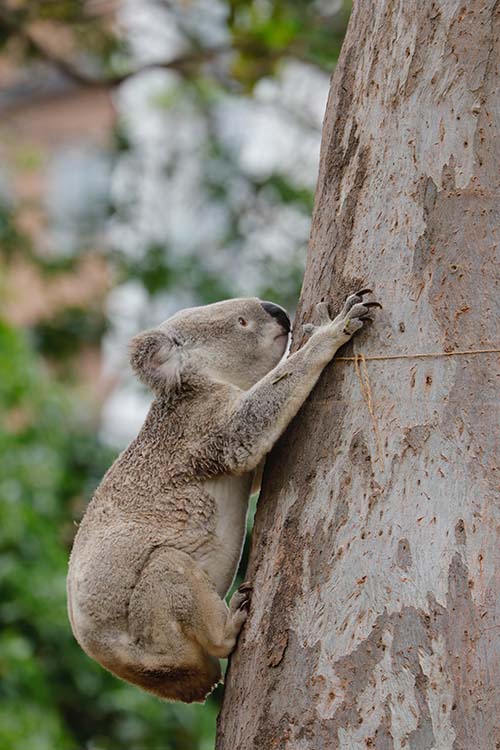 A koala climbing the trunk of a gum tree