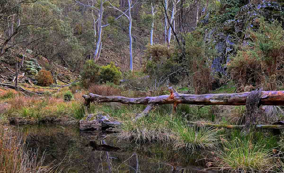 Sailors Creek, flowing through Hepburn Regional Park. A fallen tree lies across the river and the banks are dense with eucalypt forest