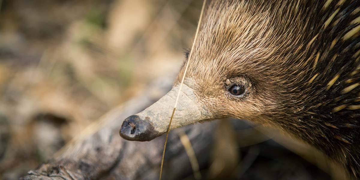 A close-up shot of an echidnas face and beak