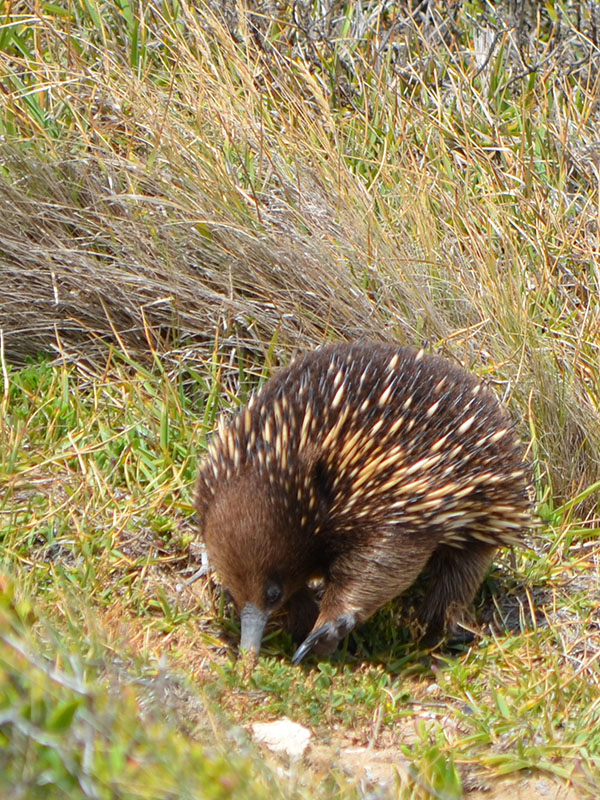 An echidna foraging in the grass at Point Nepean National Park