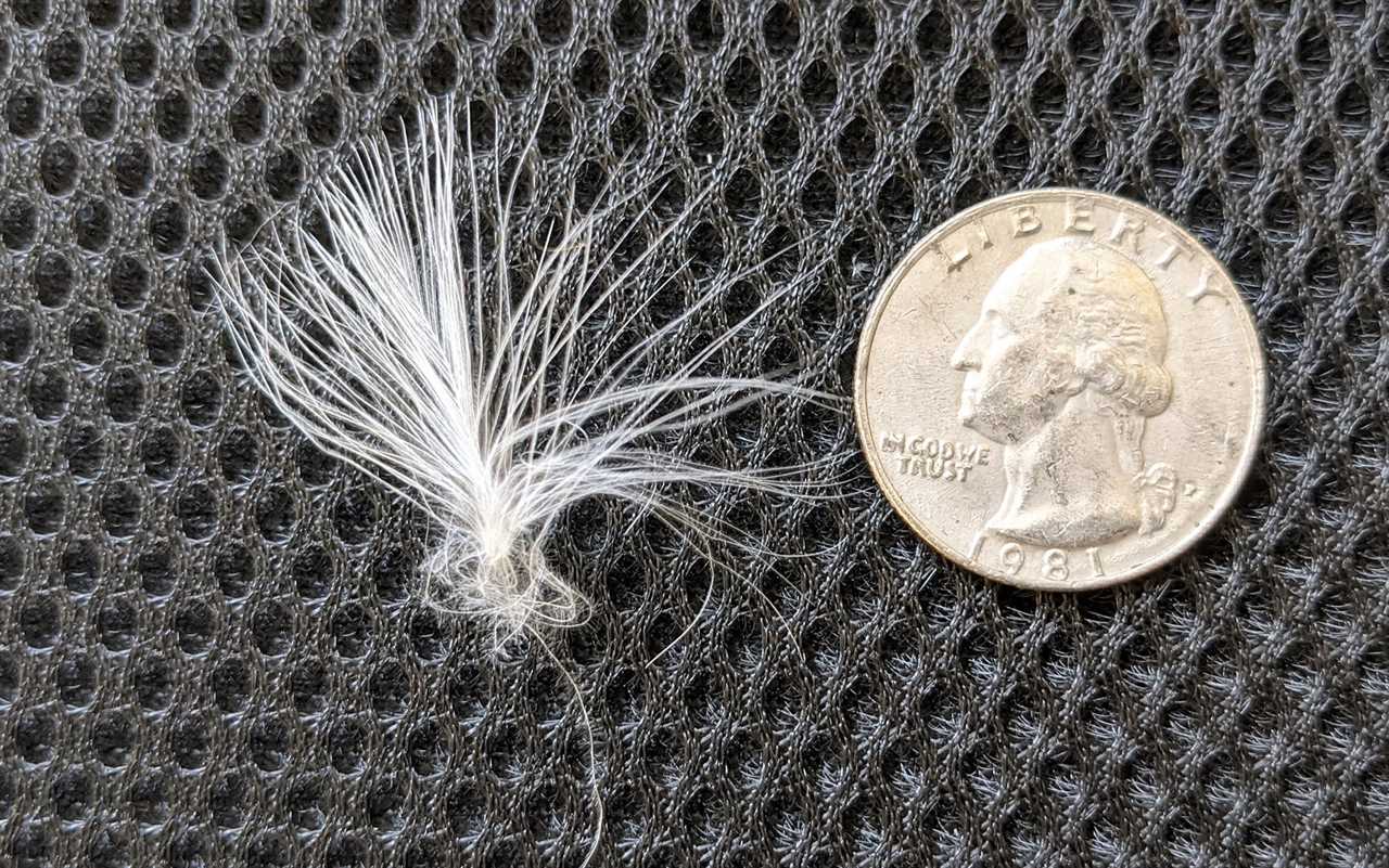 A piece of down that poked through a puffer jacket of mine, pictured here next to a quarter for scale. 