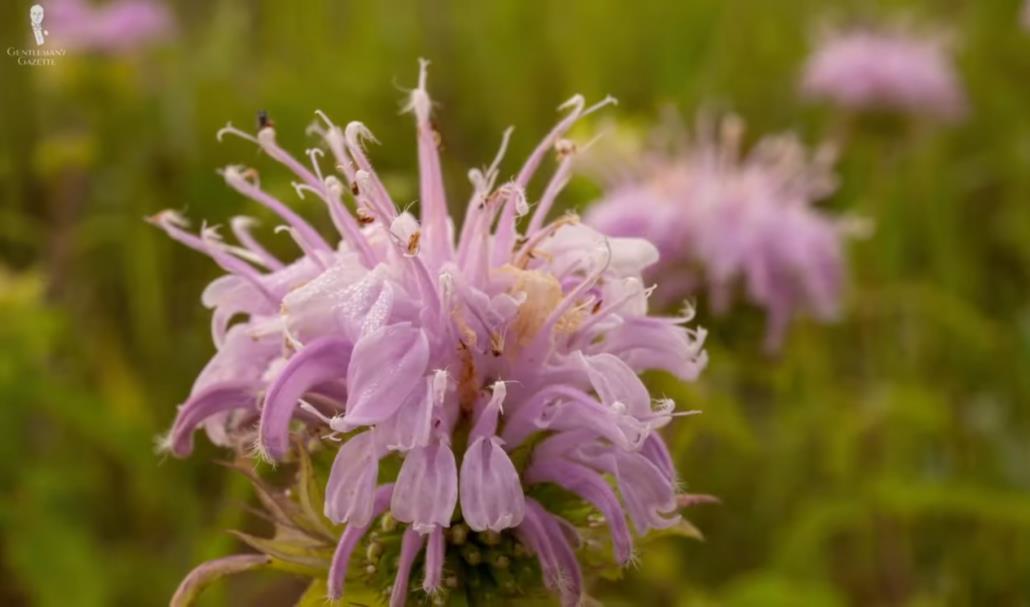 Bergamot is a sunny and pleasant citrus scent present in many perfumes