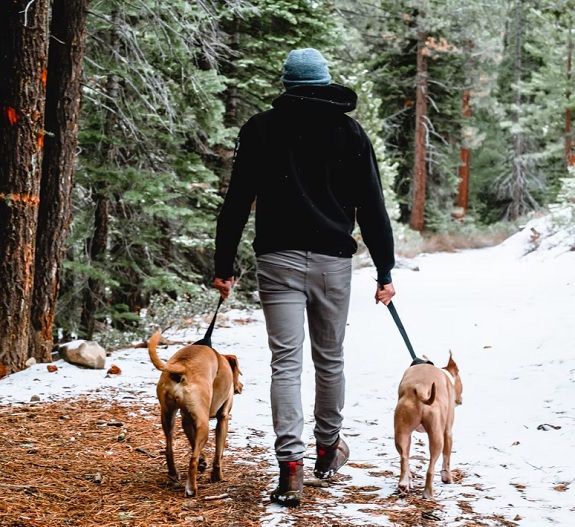 Man walking dogs