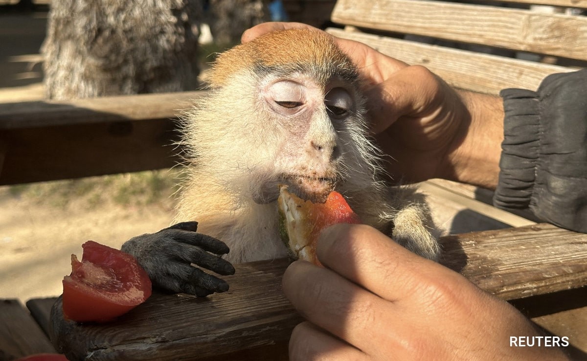 A Palestinian man feeds a monkey at a zoo