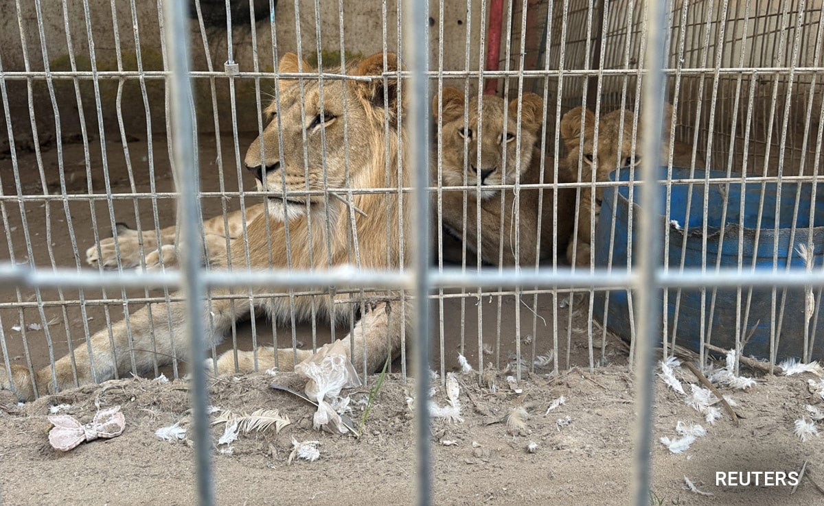 Lions sit in their enclosure at a zoo in Rafah in the southern Gaza Strip.