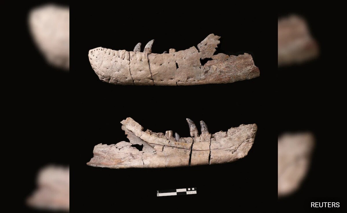 The jaw of the newly identified dinosaur species Tyrannosaurus.