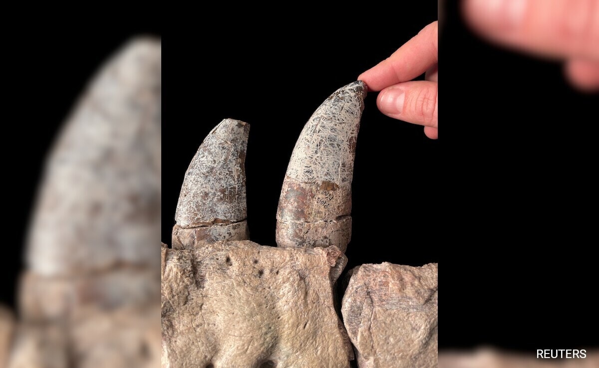 A view of teeth of the newly identified dinosaur species Tyrannosaurus mcraeensis.