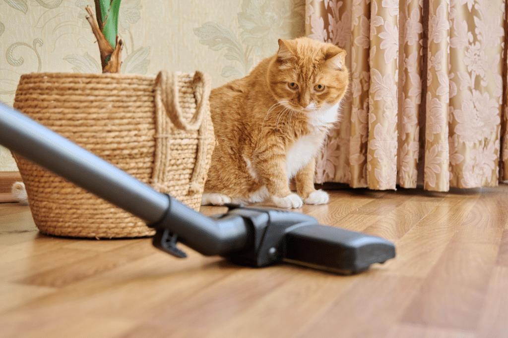 maintaining floors from pets