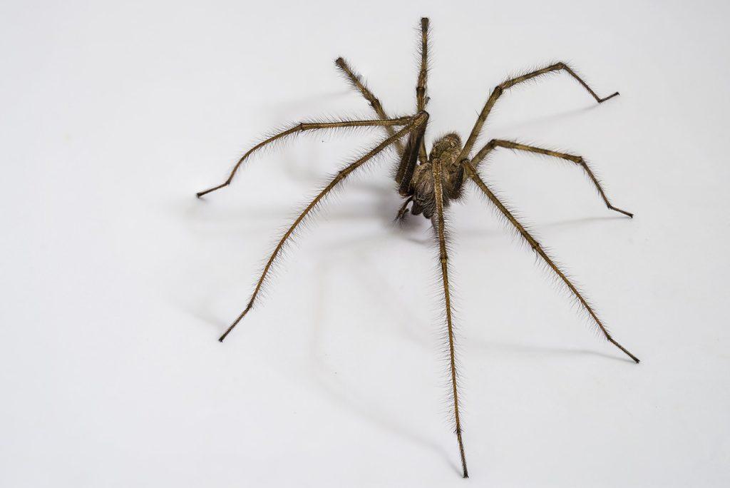 How to Get Rid of Spiders in Your Basement