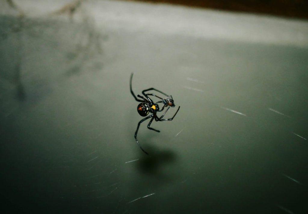 How to Get Rid of Spiders in Your Basement