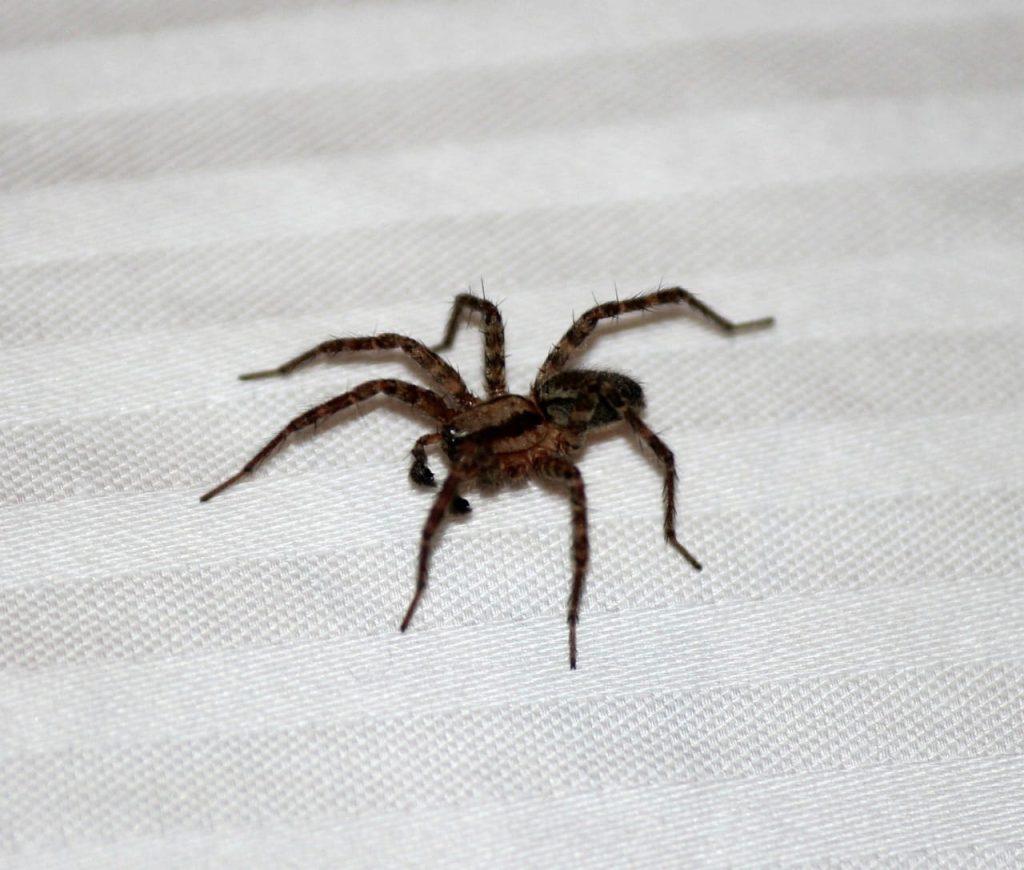 How to Get Rid of Spiders in Your Basement?