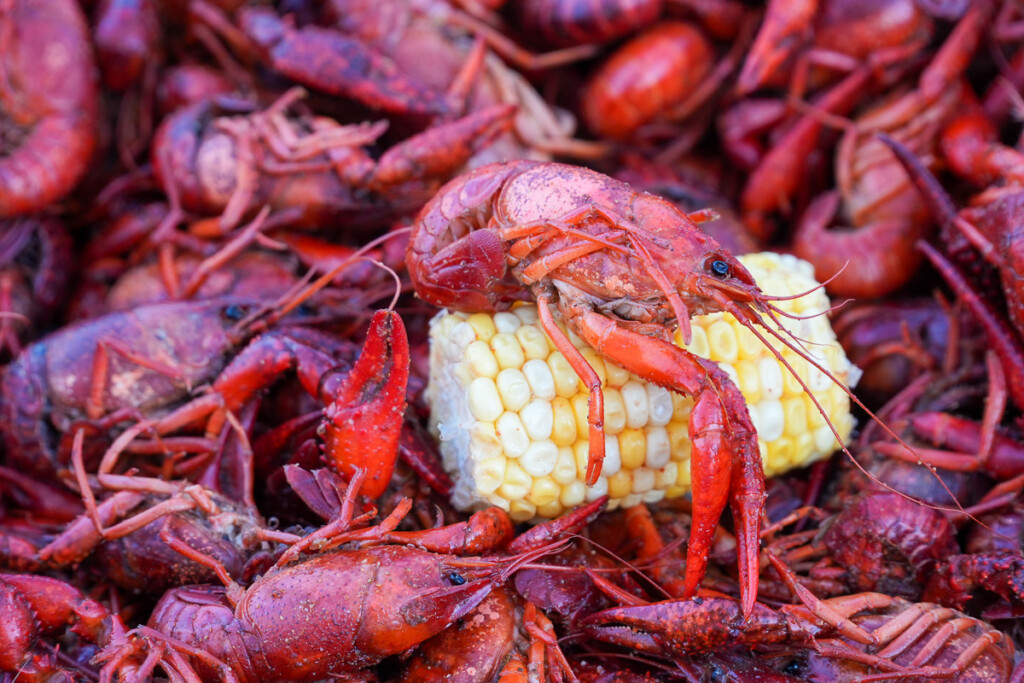 a pile of cooked crawfish and one draped over a corn cob