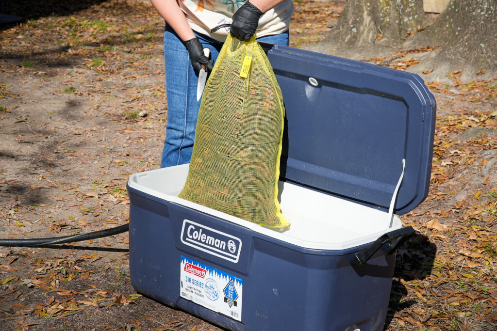 a sack of crawfish being put into a blue cooler