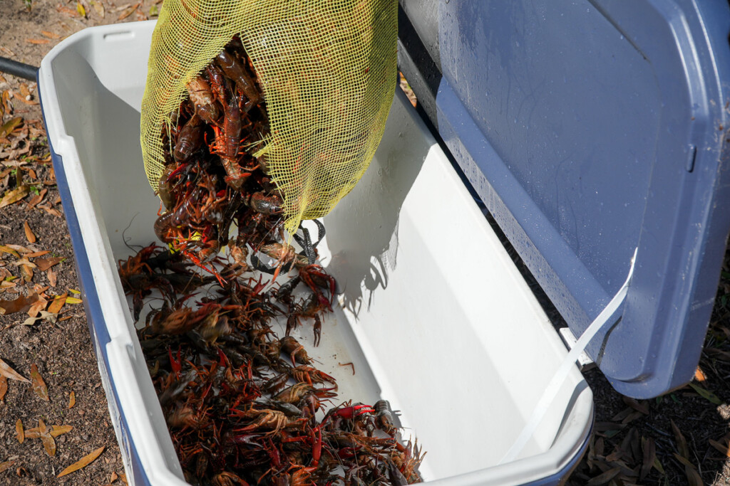 a sack of crawfish being tipped into a cooler