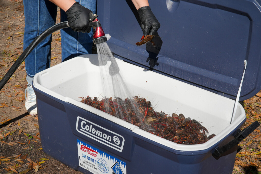 a black gloved hand with a hose, spraying raw crawfish in a cooler