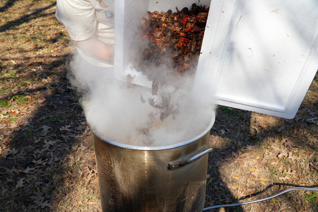 a cooler with crawfish being tipped into a stockpot of boiling water